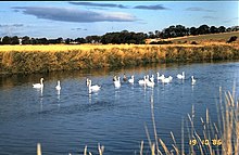 Swans on the River Urie - geograph.org.uk - 873072.jpg