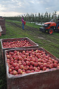 SweeTango apples harvested in 2010