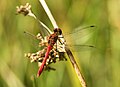  Male Ruddy Darter (Sympetrum sanguineum)