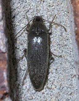 Synchroa punctata P1420675a