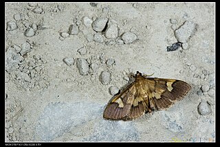 <i>Syngamia falsidicalis</i> Species of moth