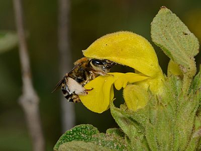 Eucera (Synhalonia) sp. on Phlomis viscosa