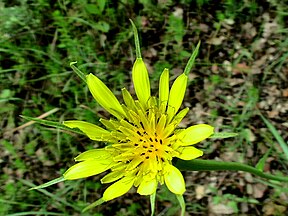 A Torà (Segarra - Catalunya)