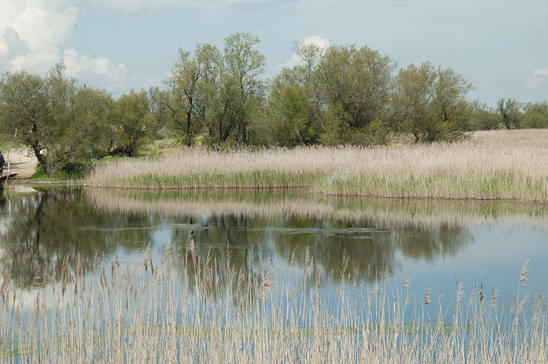 File:Tablas de Daimiel, Ciudad Real 05.jpg