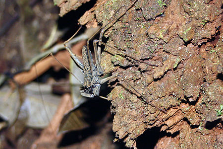 Amblypygi