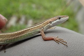 <i>Takydromus stejnegeri</i> Species of lizard