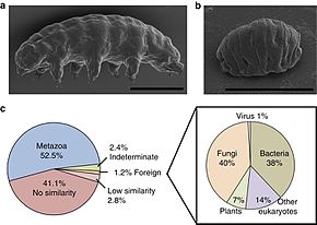 (a, b) Vues en microscopie électronique à balayage du tardigrade extrémophile Ramazzottius varieornatus, résistant à divers extrêmes physiques, hydraté (a) et à l'état déshydraté (b)[14]. Les barres d'échelle représentent 100 µm. (c) Graphes présentant une classification du répertoire de gènes de R. varieornatus, en fonction de leurs origines taxonomiques putatives et selon la distribution des taxons les mieux appariés pour les gènes putatifs HGT[14].