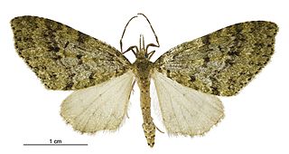 <i>Tatosoma monoviridisata</i> Species of moth endemic to New Zealand