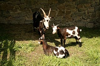 Tauernscheck Breed of goat