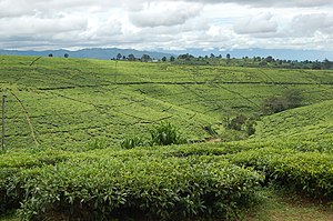 Tea fields, Tukuyu, Tanzania.jpg