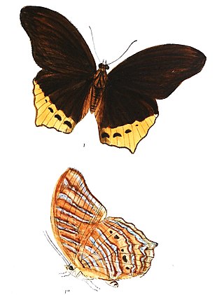 <i>Terinos clarissa</i> Species of butterfly