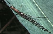 Tetragnatha.mandibulata.male.1 .-. Tanikawa.jpg