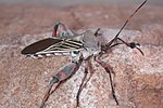 Thumbnail for Giant mesquite bug