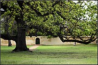 The "Royal" Oak tree.jpg