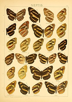 Yang Macrolepidoptera of the world (Taf. 54) (8145257881).jpg