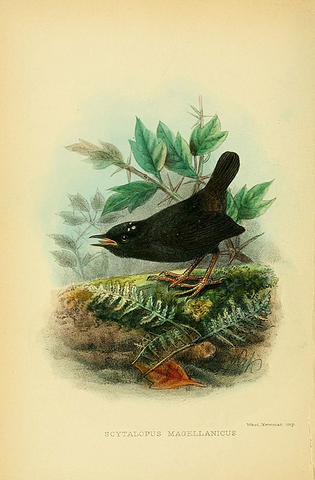 The birds of Tierra del Fuego (1907) (5974504625).jpg