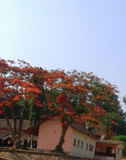 School in Thithimathi