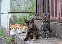 Three stray cats in Japan street, August 2014.jpg