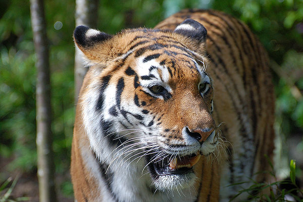 Most of the world's population of wild Siberian tigers is found in Primorsky Krai