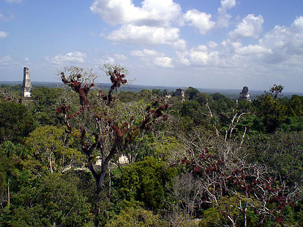 Ruins of Tikal peeking up from the jungle