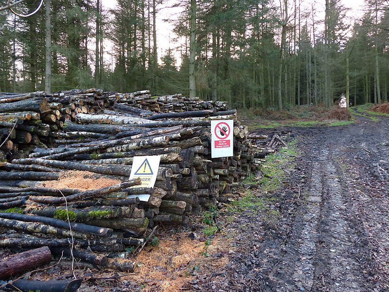 File:Timber stacks in New Plantation - geograph.org.uk - 3303454.jpg