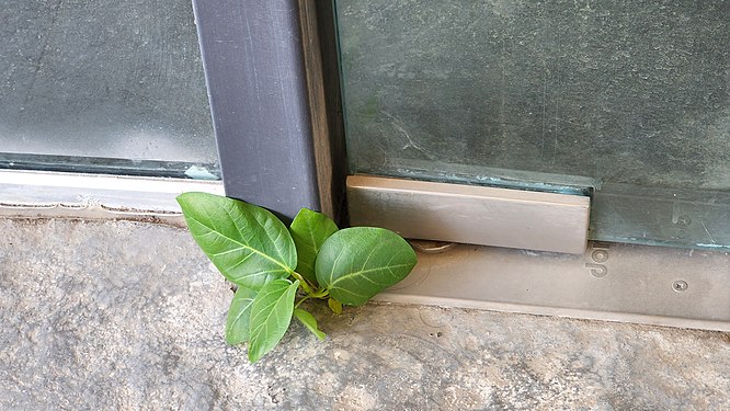 Plant growing out of glass door