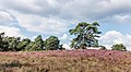 Bloeiende heide met Pinus sylvestris.