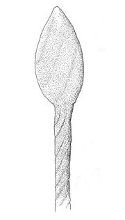 Miniatura para Tortilicaulis