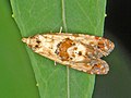 Cochylis molliculana