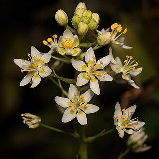 <i>Toxicoscordion fremontii</i> Species of flowering plant