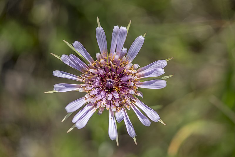 File:Tragopogon sinuatus, Crete 01(js).jpg