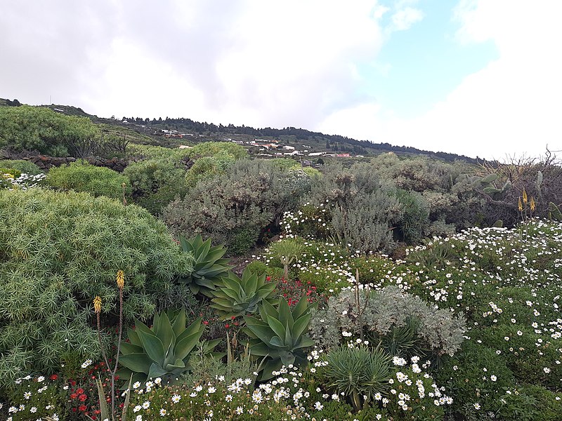 File:Trail to Puertito, La Palma, "daisies".jpg