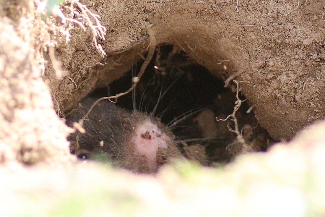 Transcaucasian mole vole