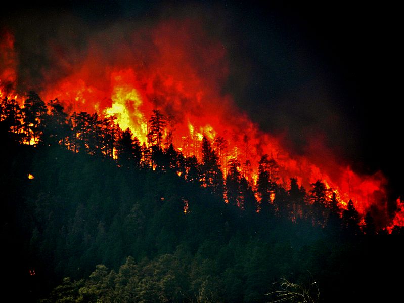 File:Trees torching - High Park Wildfire.jpg