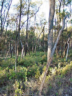 Trgole NP Ooline Trees DSC03274. 
 JPG