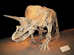 Трицератопс (динозаври)