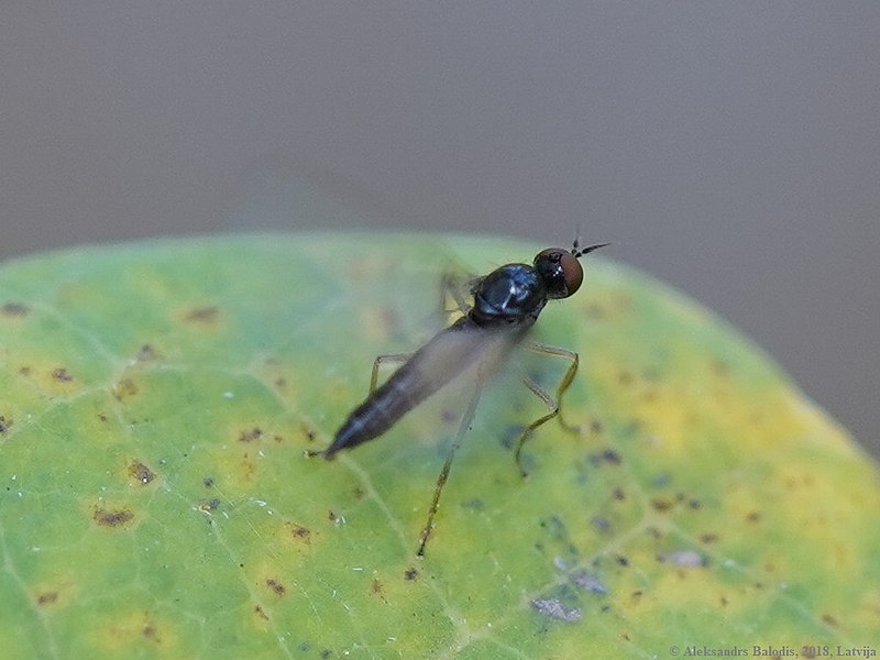 File:Trichinomyia flavipes 02.JPG