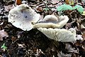 !Tricholoma saponaceum!