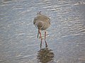 Tringa totanus Archibebe común (juvenil)