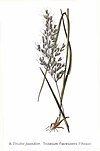 Trisetum flavescens P.Beauv.jpg