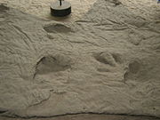 Dinosaur track Münchehagen