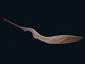 Trypanosoma brucei brucei