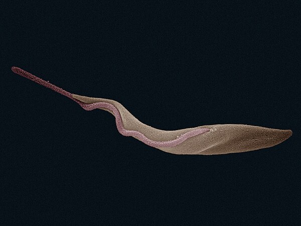 SEM false colour micrograph of the procyclic form as found in the tsetse fly midgut. The cell body is shown in orange and the flagellum is in red. 84 