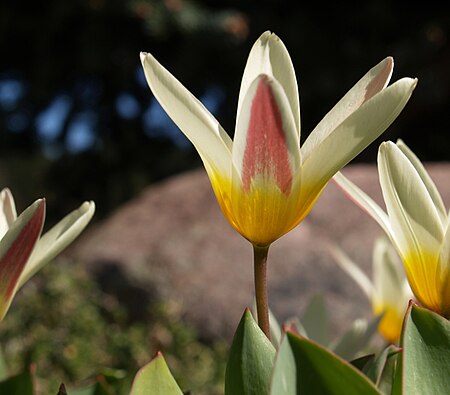 Tulipa kaufmanniana