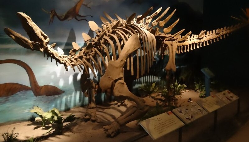 File:Tuojiangosaurus multispinus mount img1.jpg