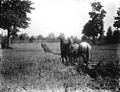 Two horses plowing field, unidentified farm, probably Washington (BAR 265).jpeg