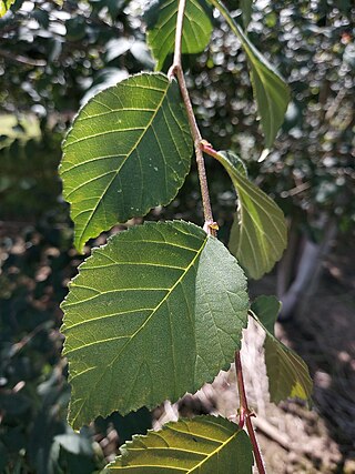 <i>Ulmus harbinensis</i> Species of tree