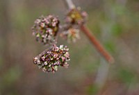 Plant Bloem: Algemene opbouw, Bloeiwijze, Bestuiving en bevruchting