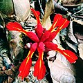 Etlingera coccinea or Etlingera punicea