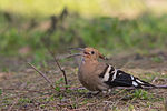 Upupa epops eating a worm.jpg